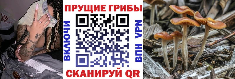 Псилоцибиновые грибы Psilocybe Бологое